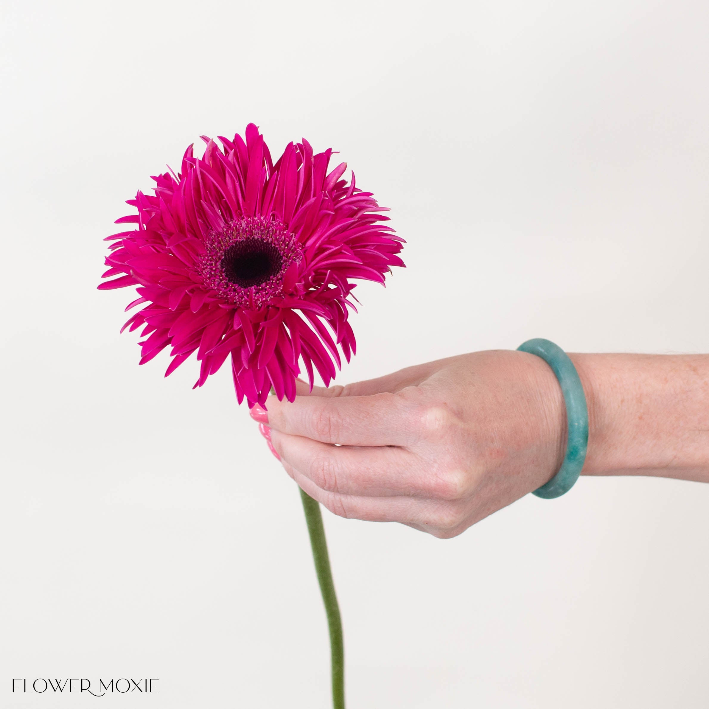 Amazing Deep Pink Mini Gerbera
