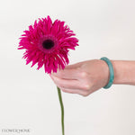 Amazing Deep Pink Mini Gerbera
