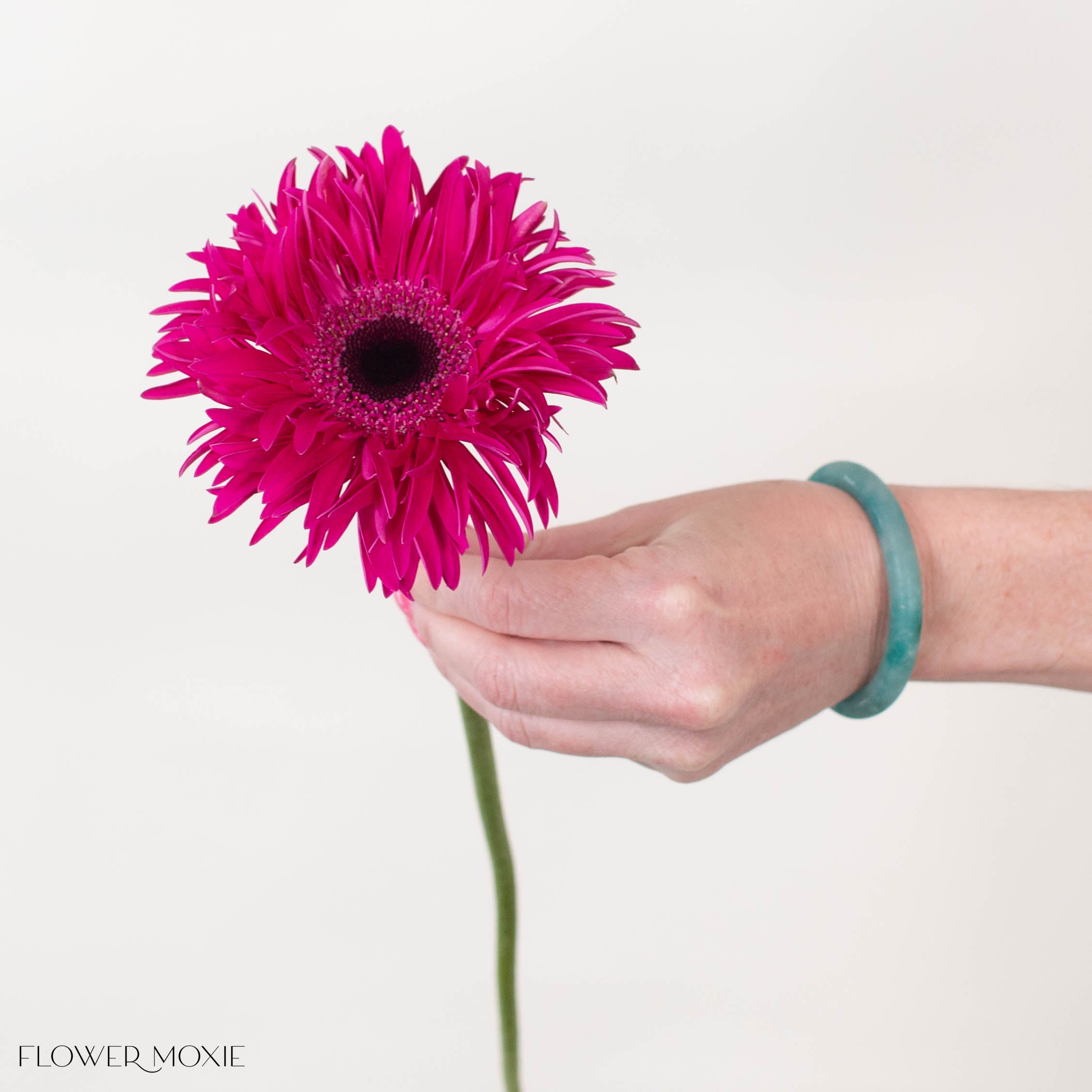 Amazing Deep Pink Mini Gerbera
