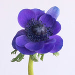 purple anemone