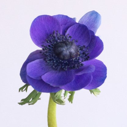 purple anemone