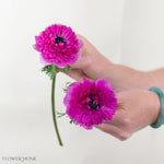 levante fuchsia anemone flower