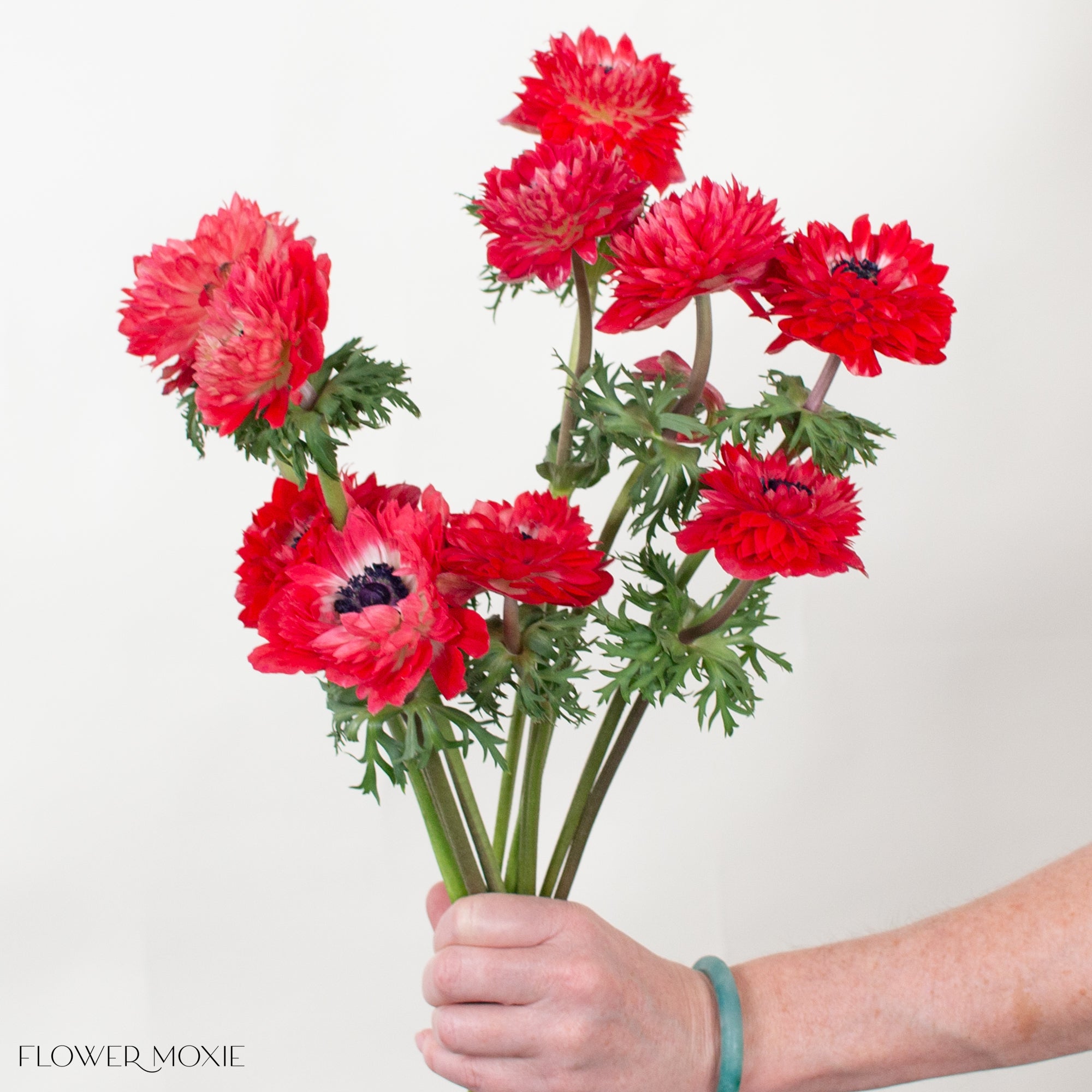 levante rosa anemone flower