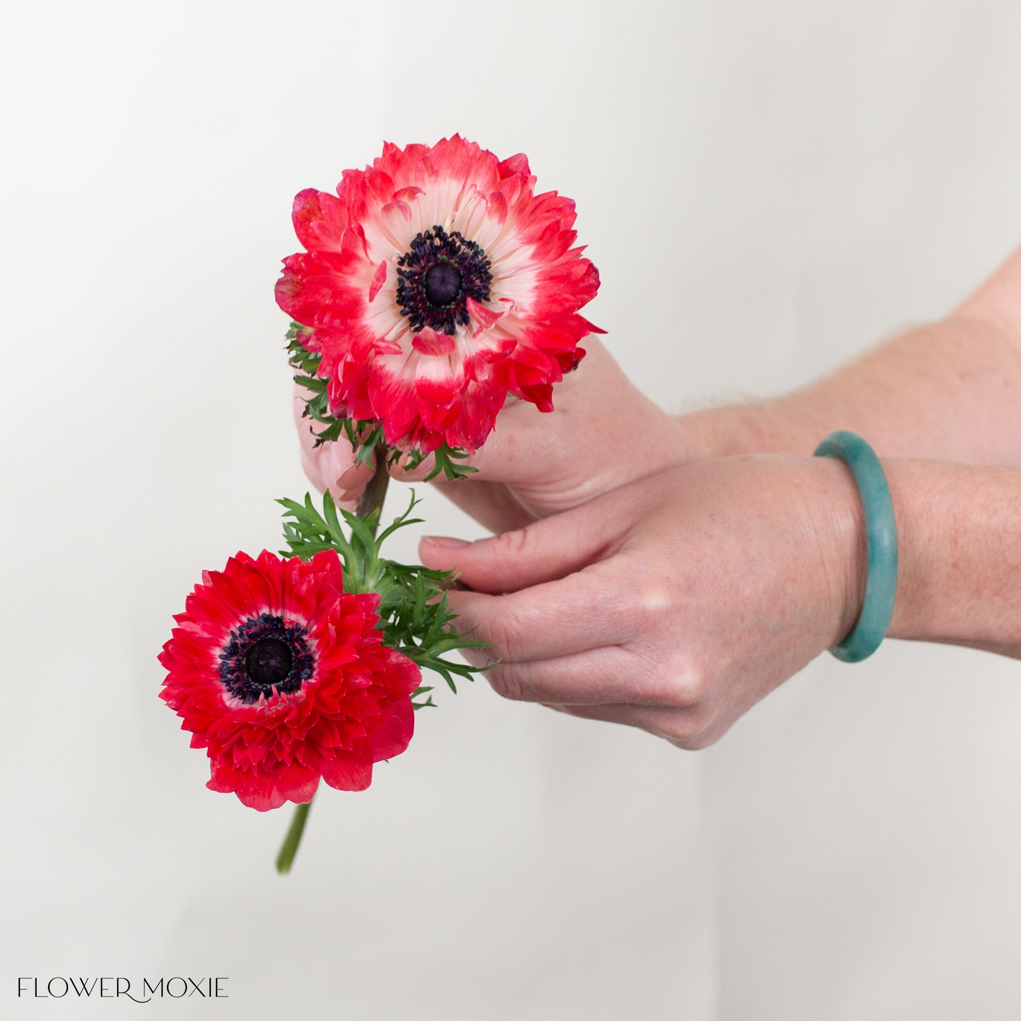 levante rosa anemone flower