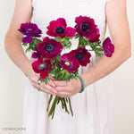 Magenta Anemone Flower
