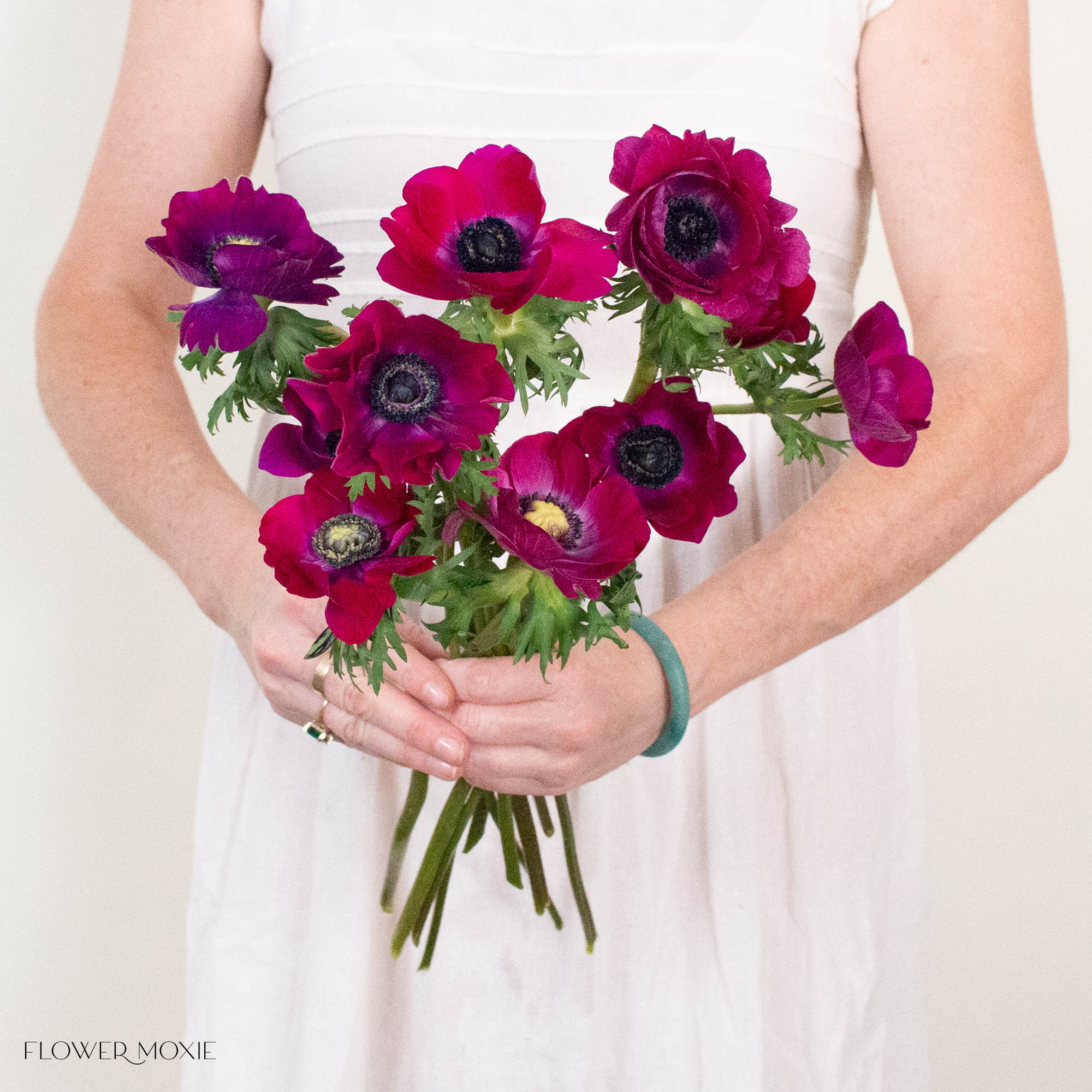 Magenta Anemone Flower
