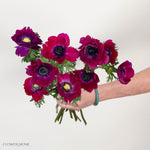 Magenta Anemone Flower
