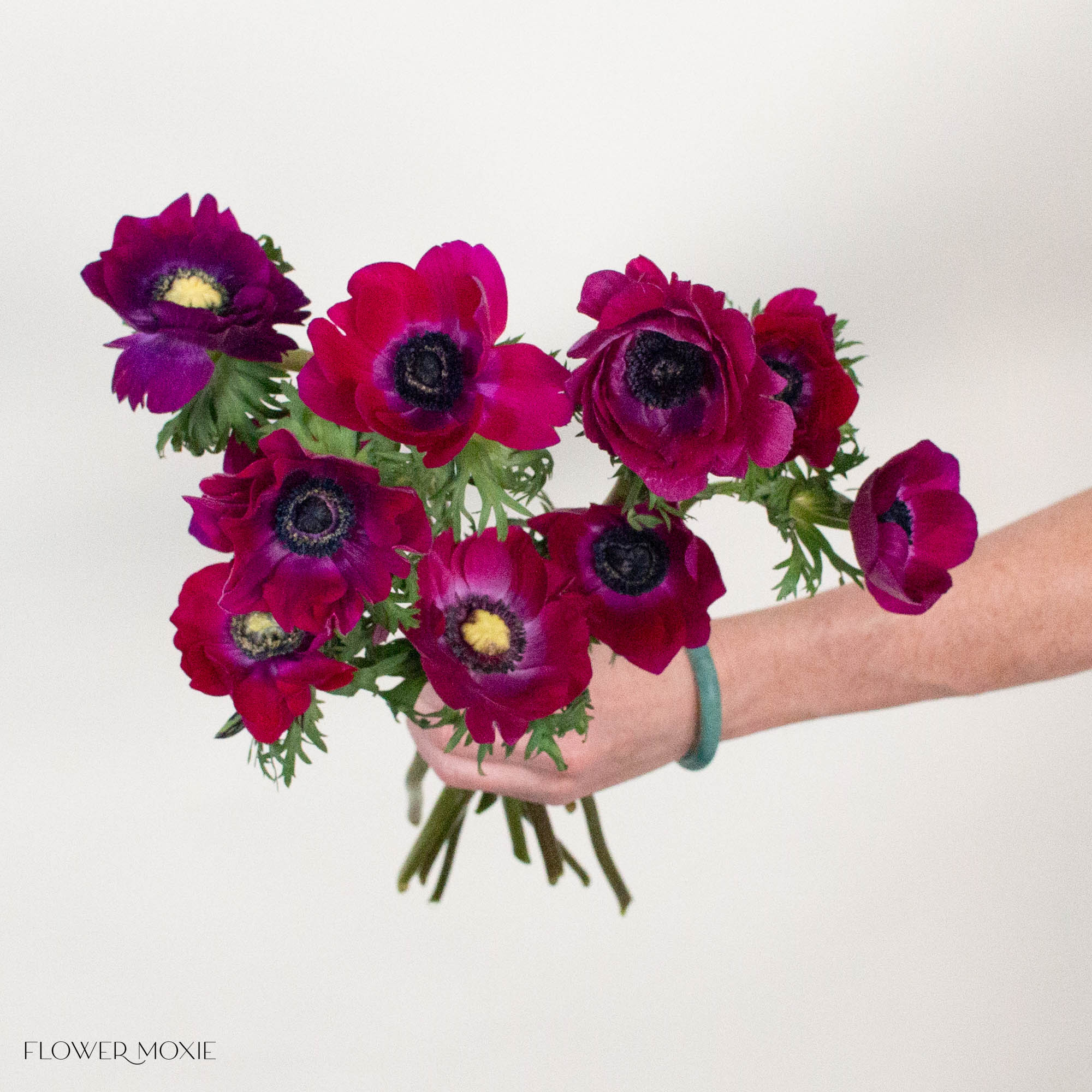 Magenta Anemone Flower

