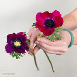 Magenta Anemone Flower
