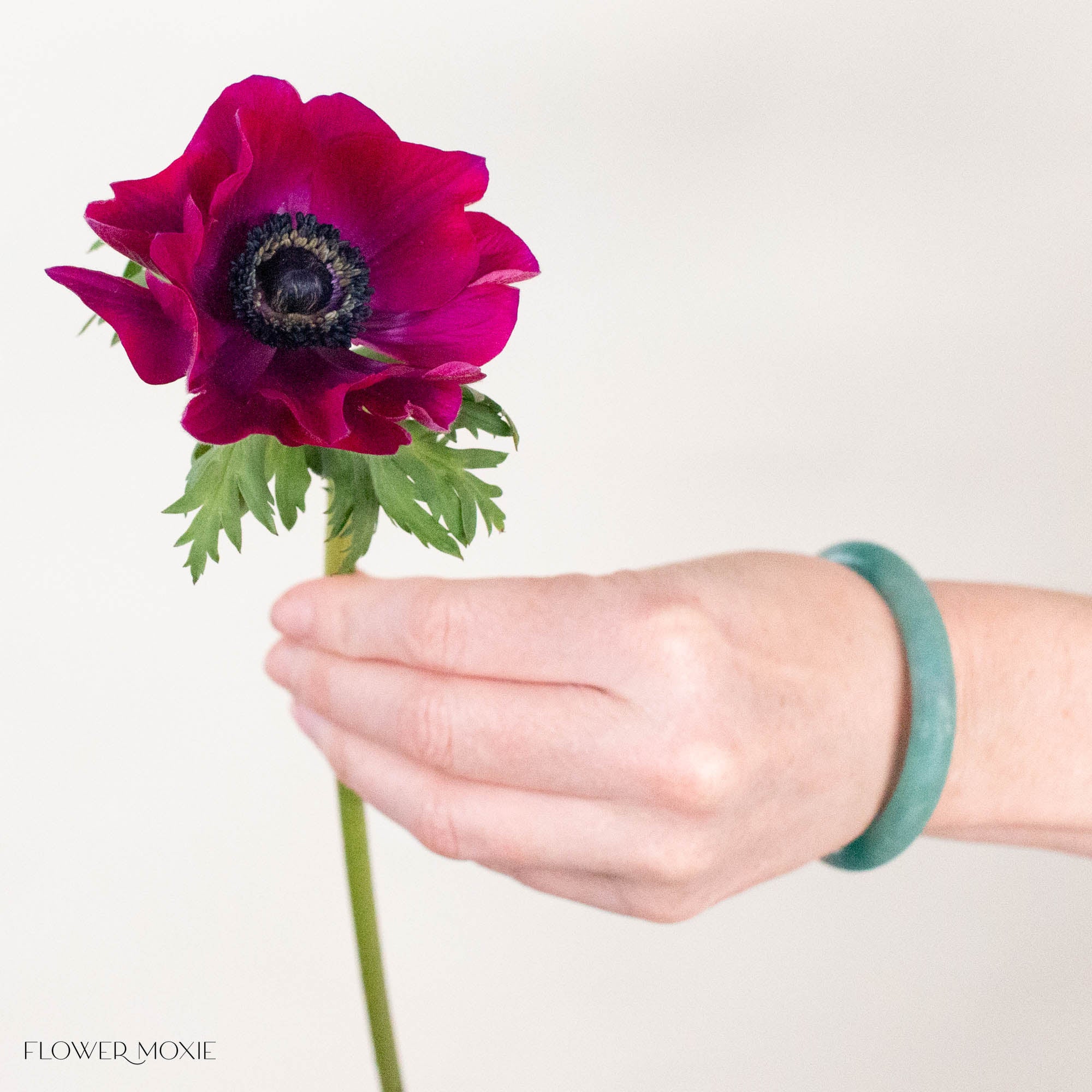 Magenta Anemone Flower
