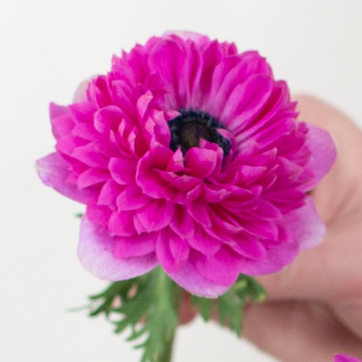 anemone levante fuchsia