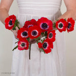 Red Anemone Flower
