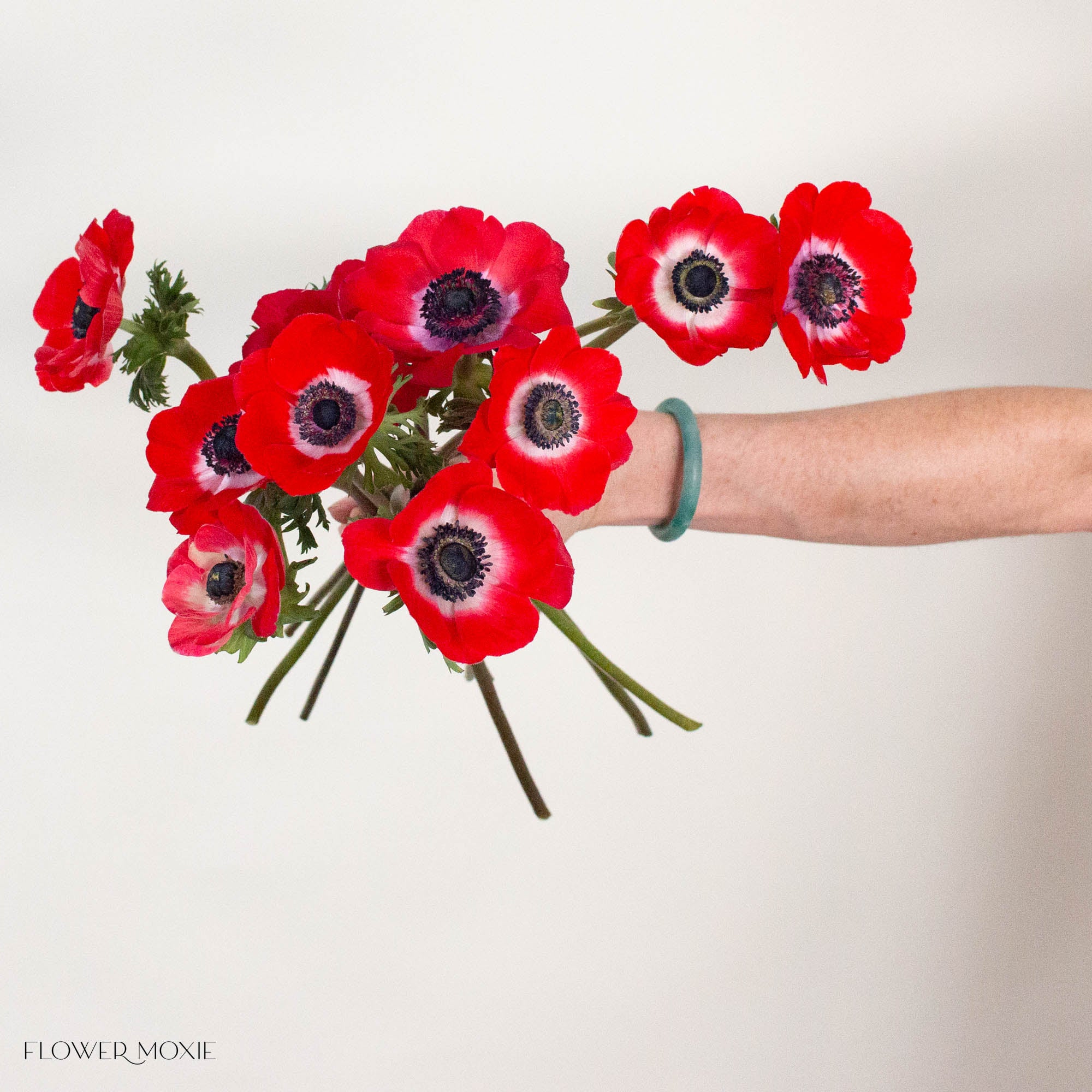 Red Anemone Flower
