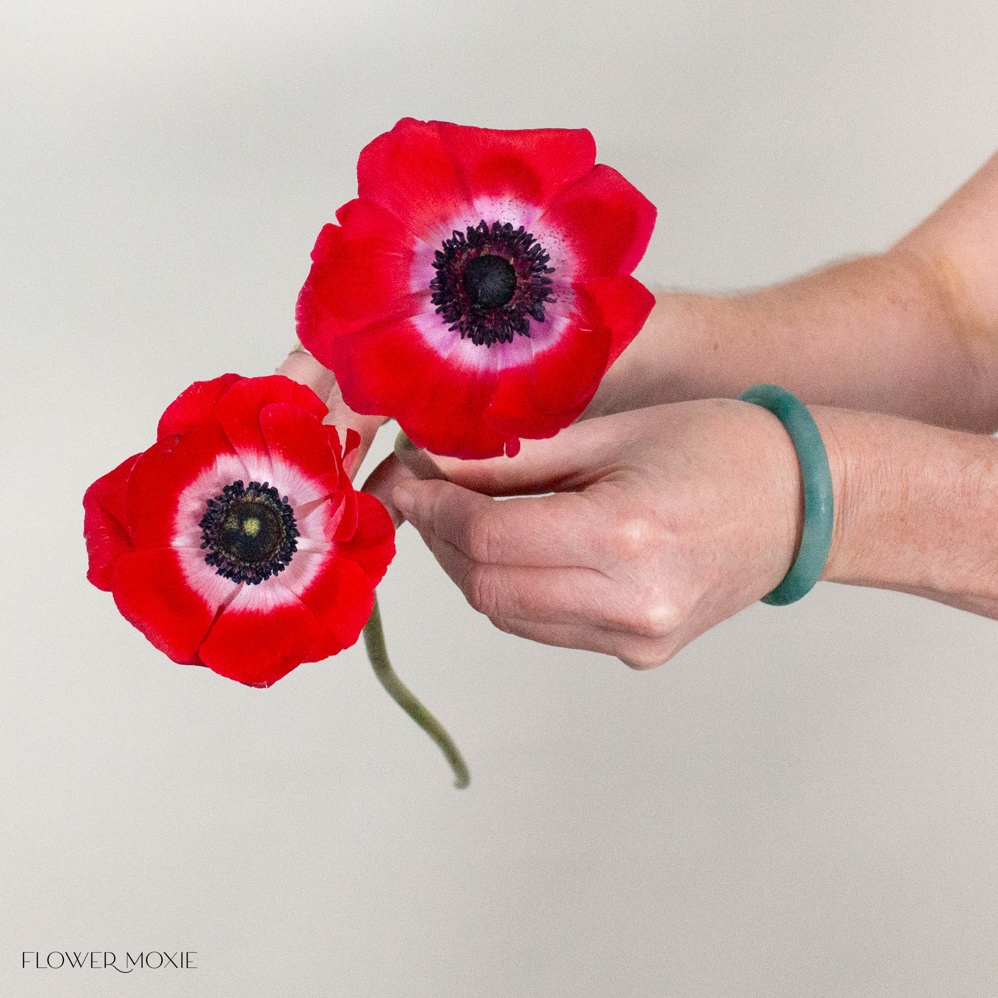Red Anemone Flower
