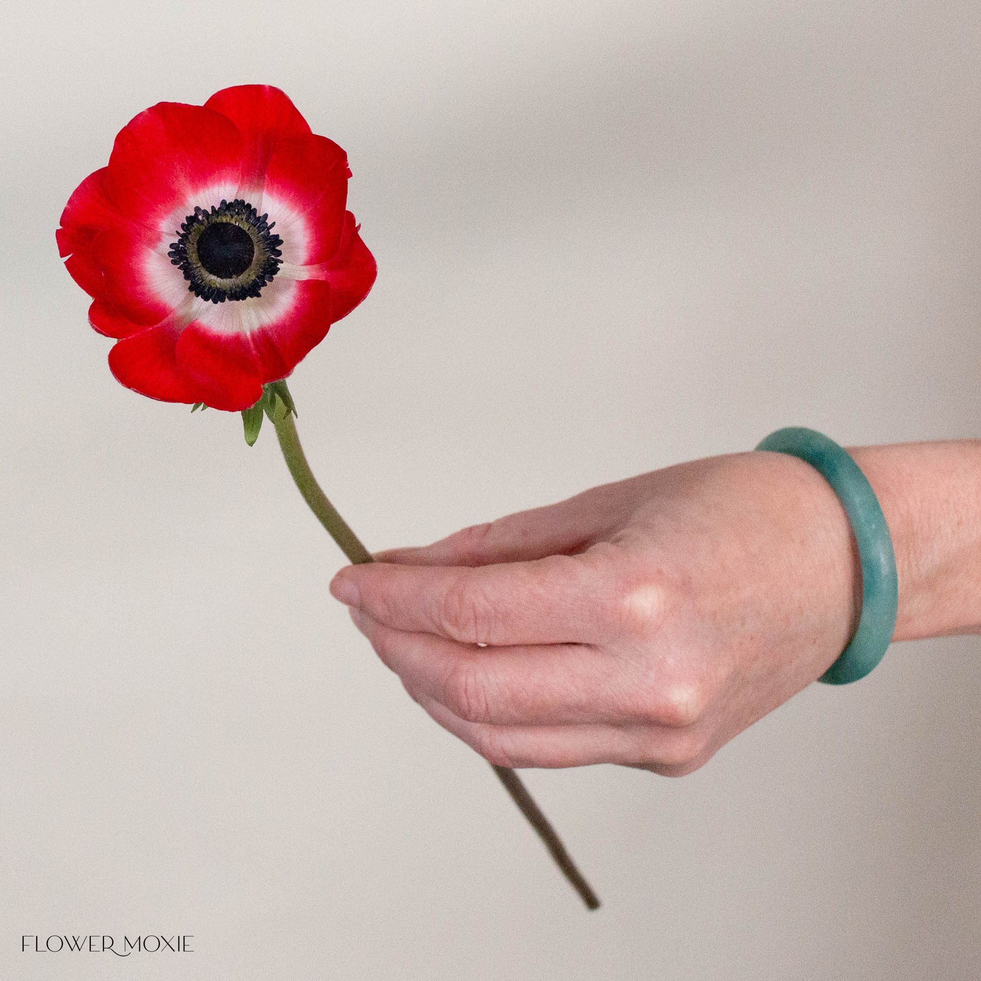 Red Anemone Flower
