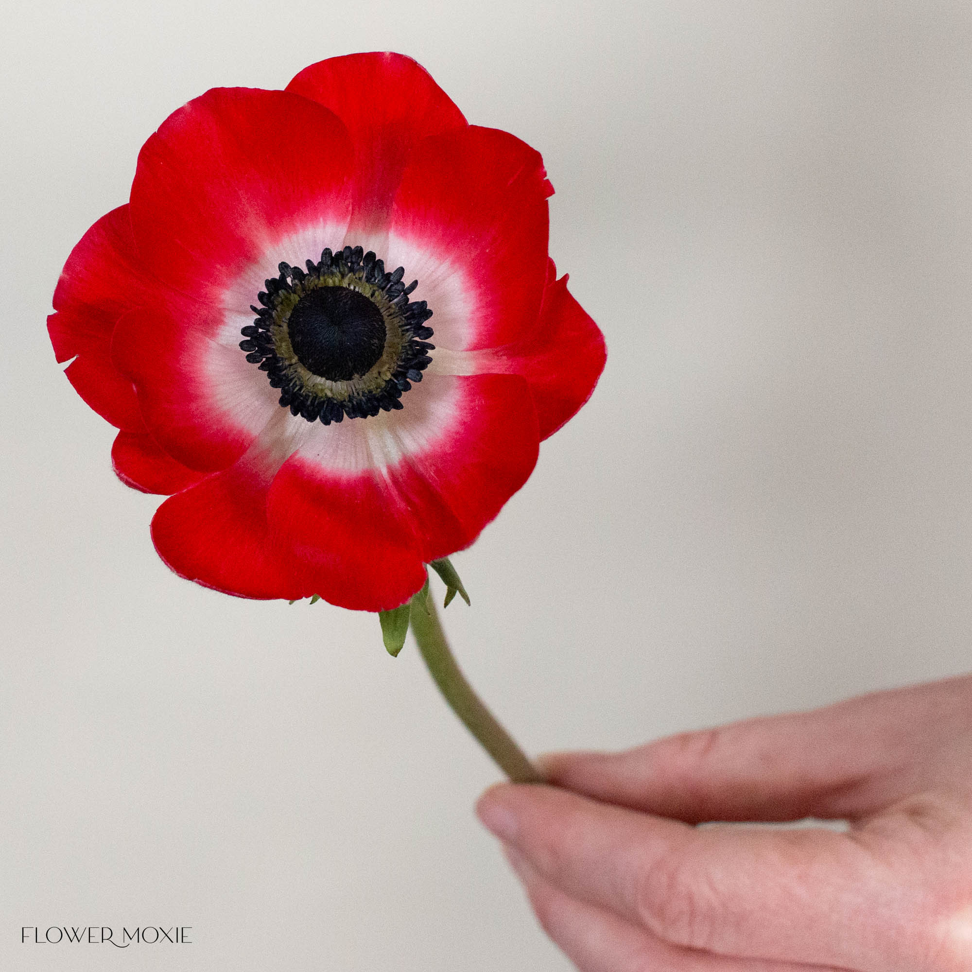 Red Anemone Flower
