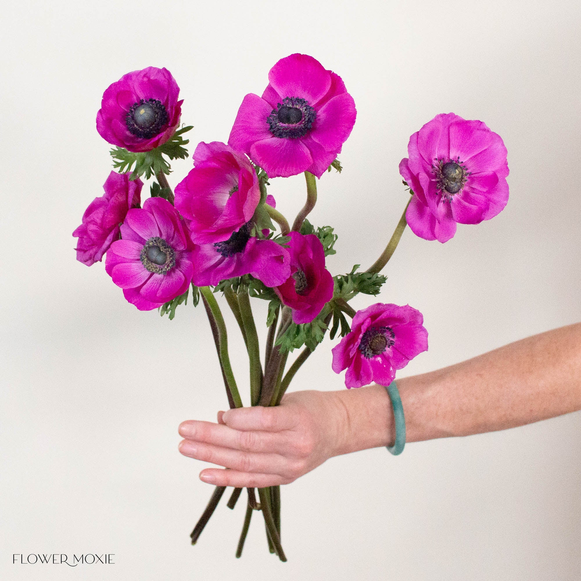 Fuchsia Anemone Flower
