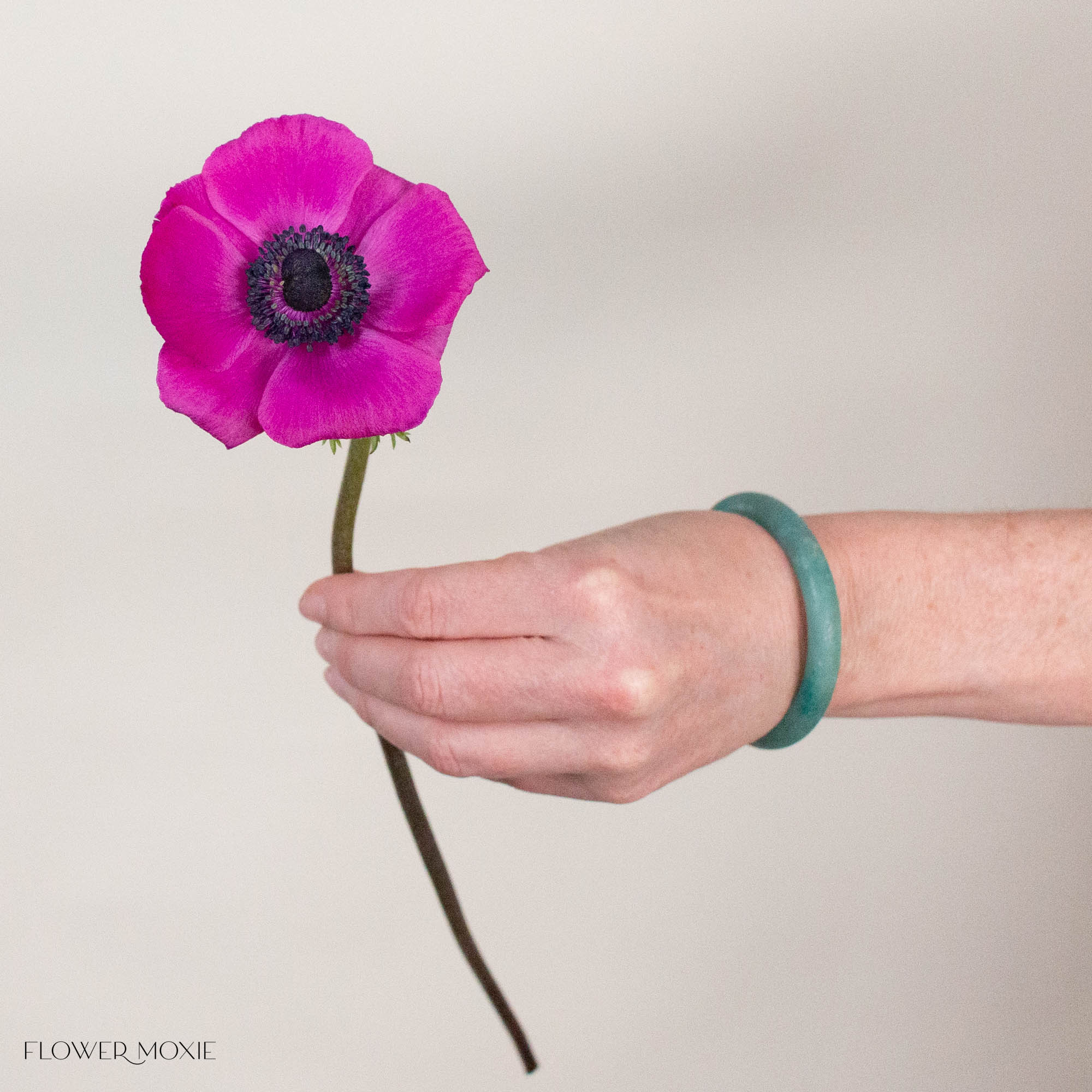 Fuchsia Anemone Flower
