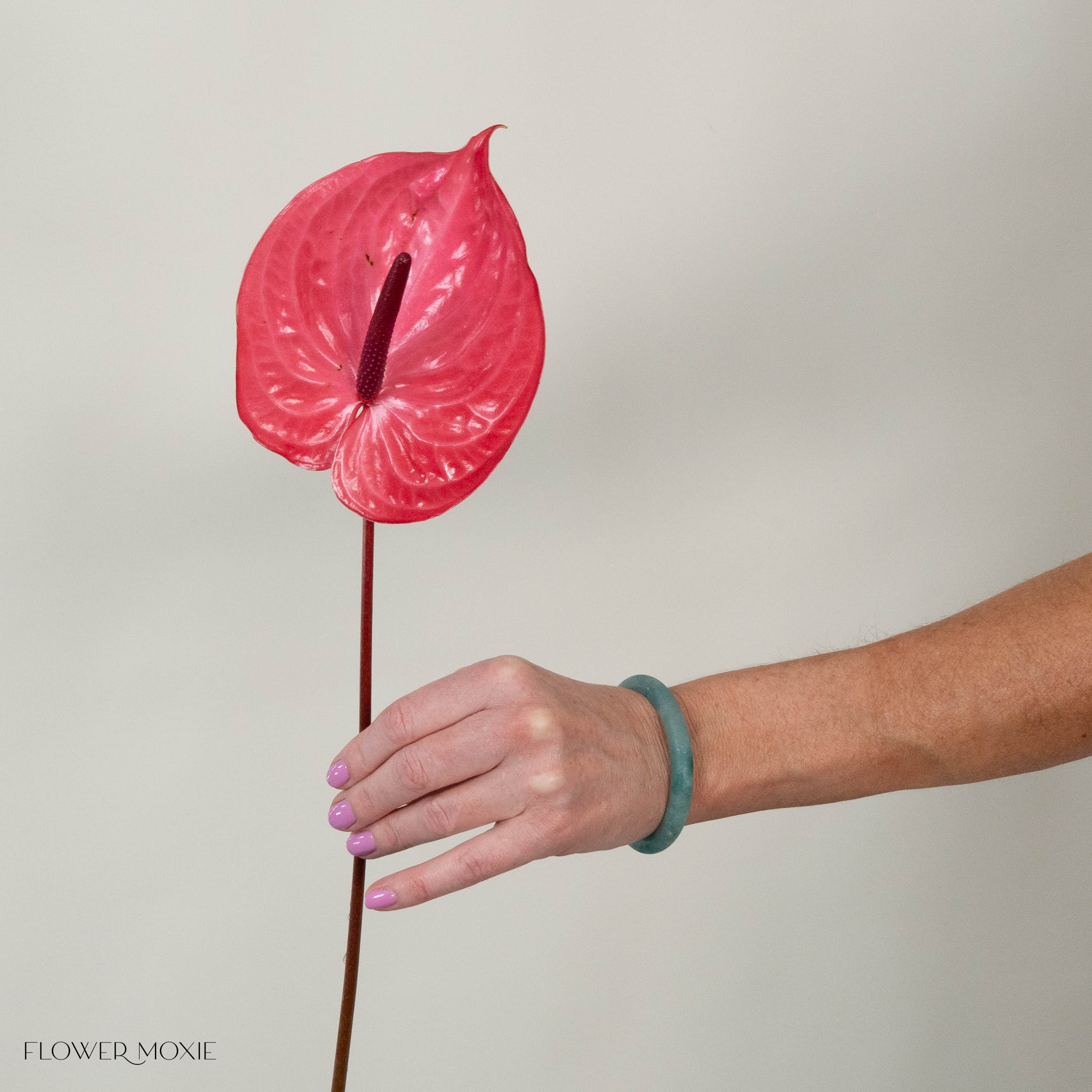anthurium magenta Giant Pink Italian Anthurium