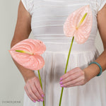 Giant Blush Italian Anthurium Flower