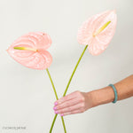 Giant Blush Italian Anthurium Flower