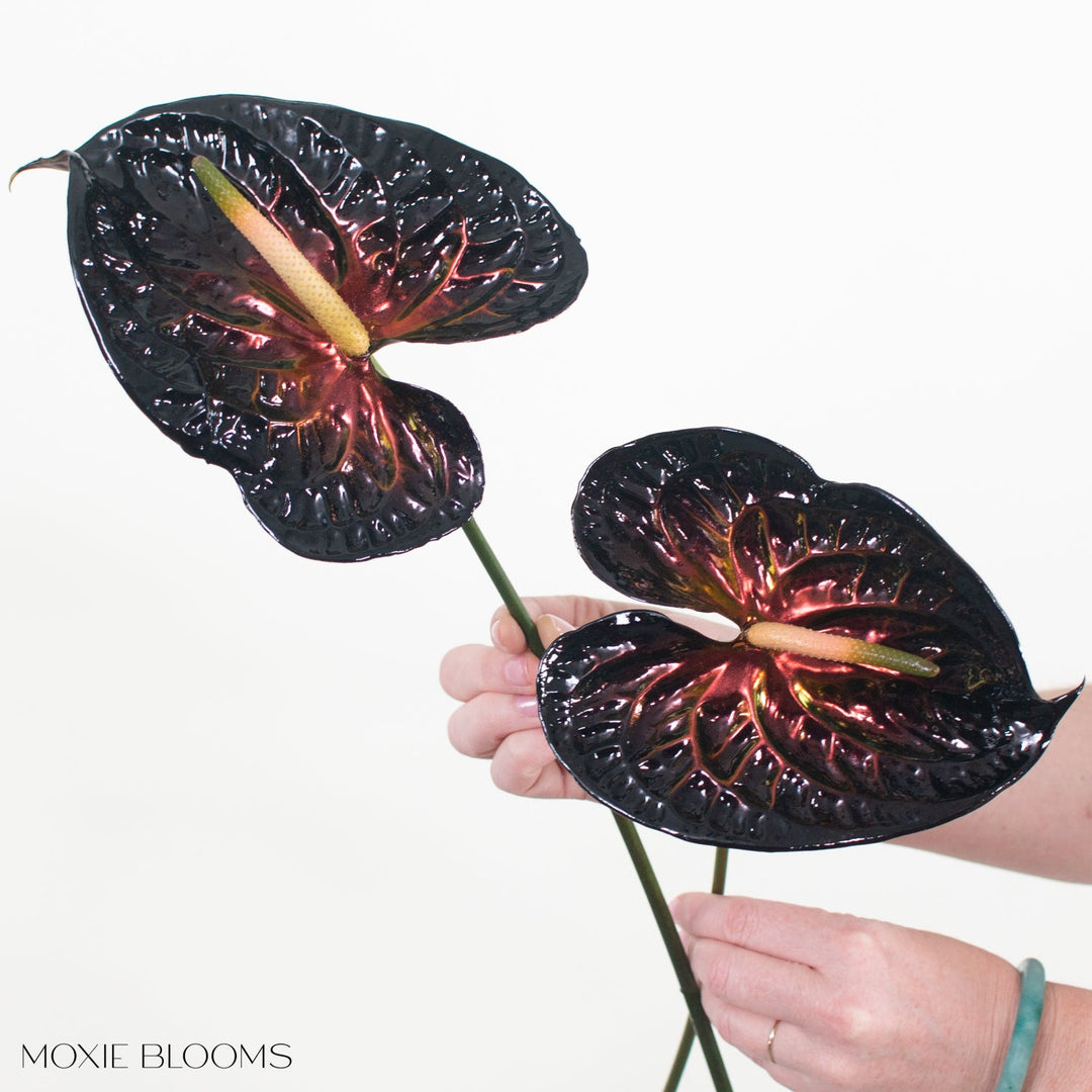 anthurium caucavallense flower Iridescent Anthurium - Wicked