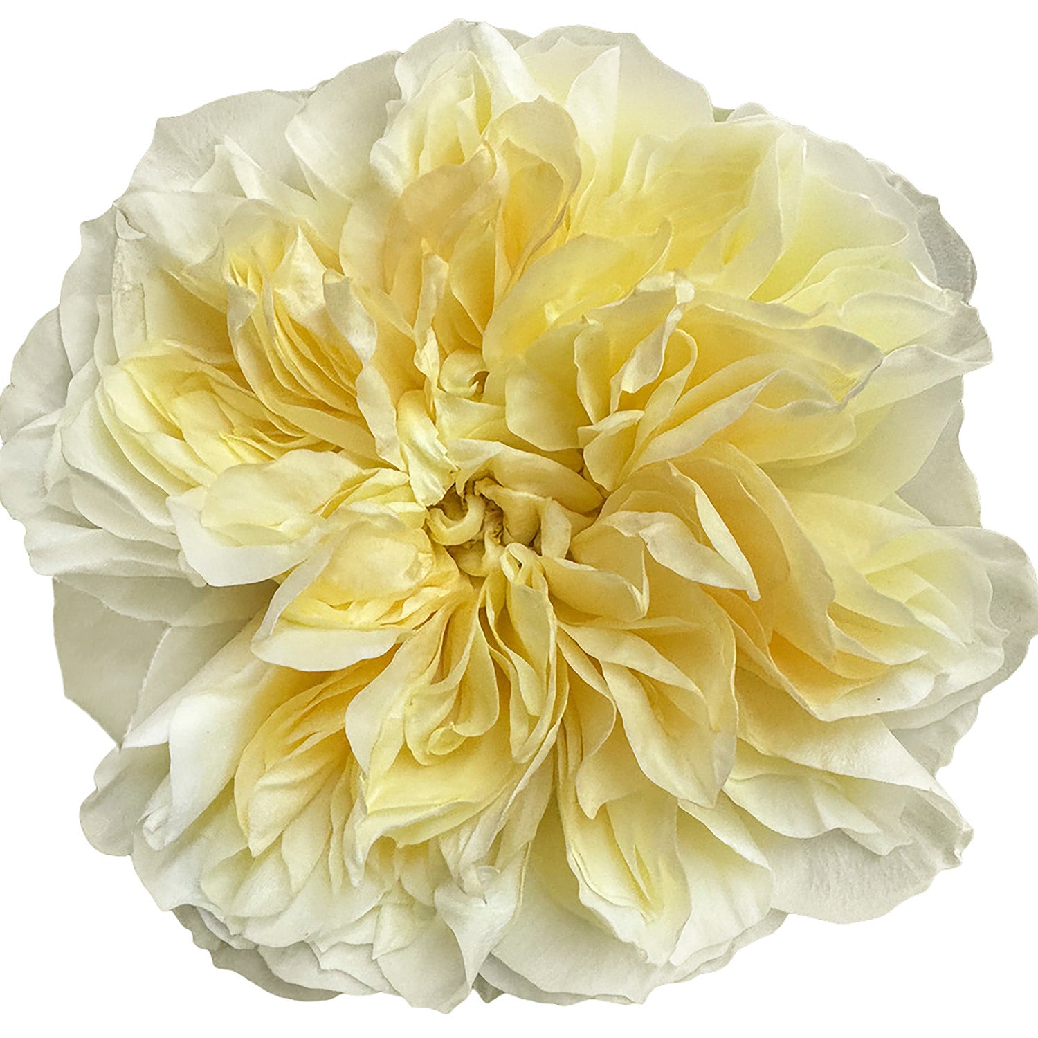 Soft Yellow Antonia Garden Rose