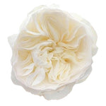 Cream Aurora Garden Rose