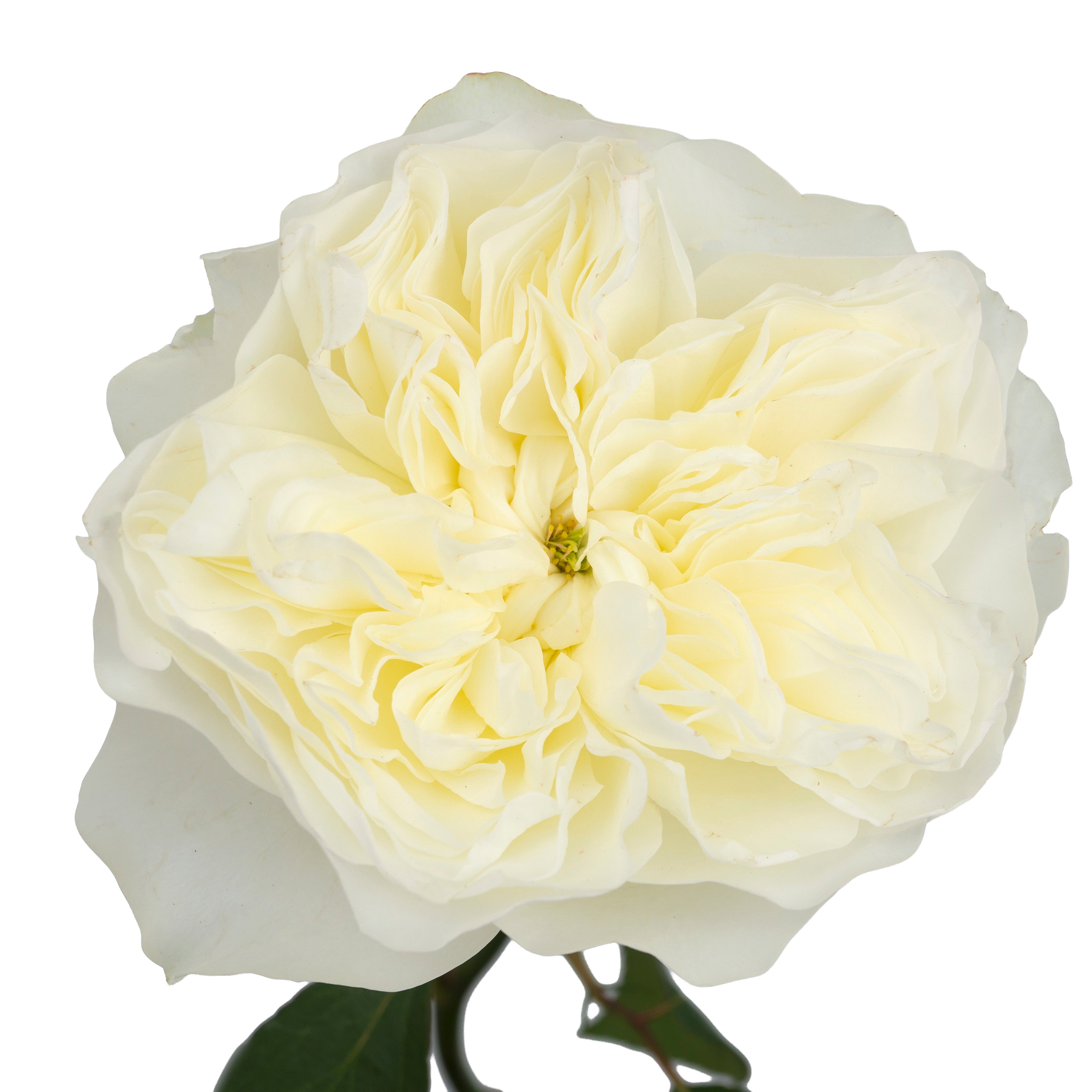 Cream Aurora Garden Rose