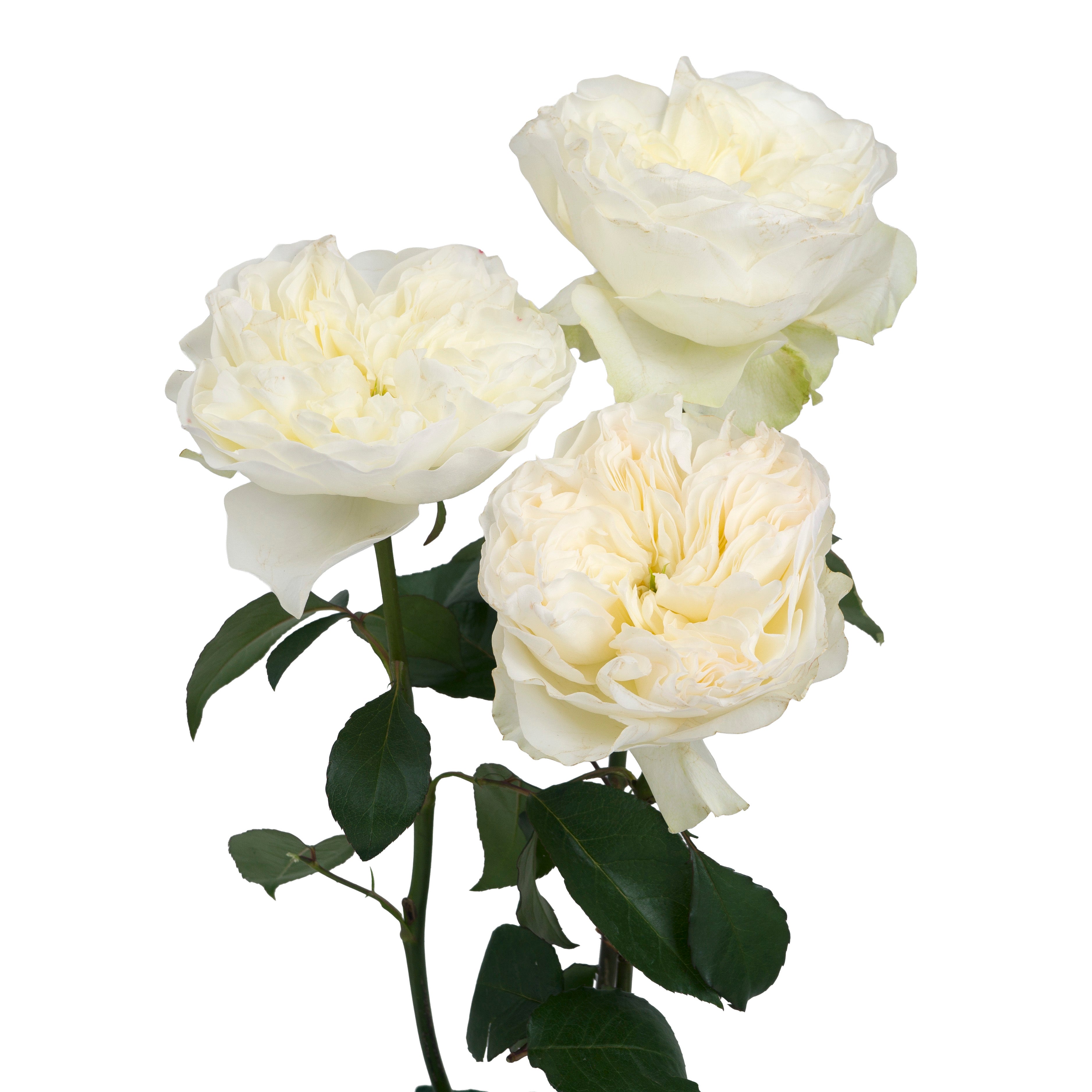 Cream Aurora Garden Rose