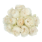 Cream Aurora Garden Rose
