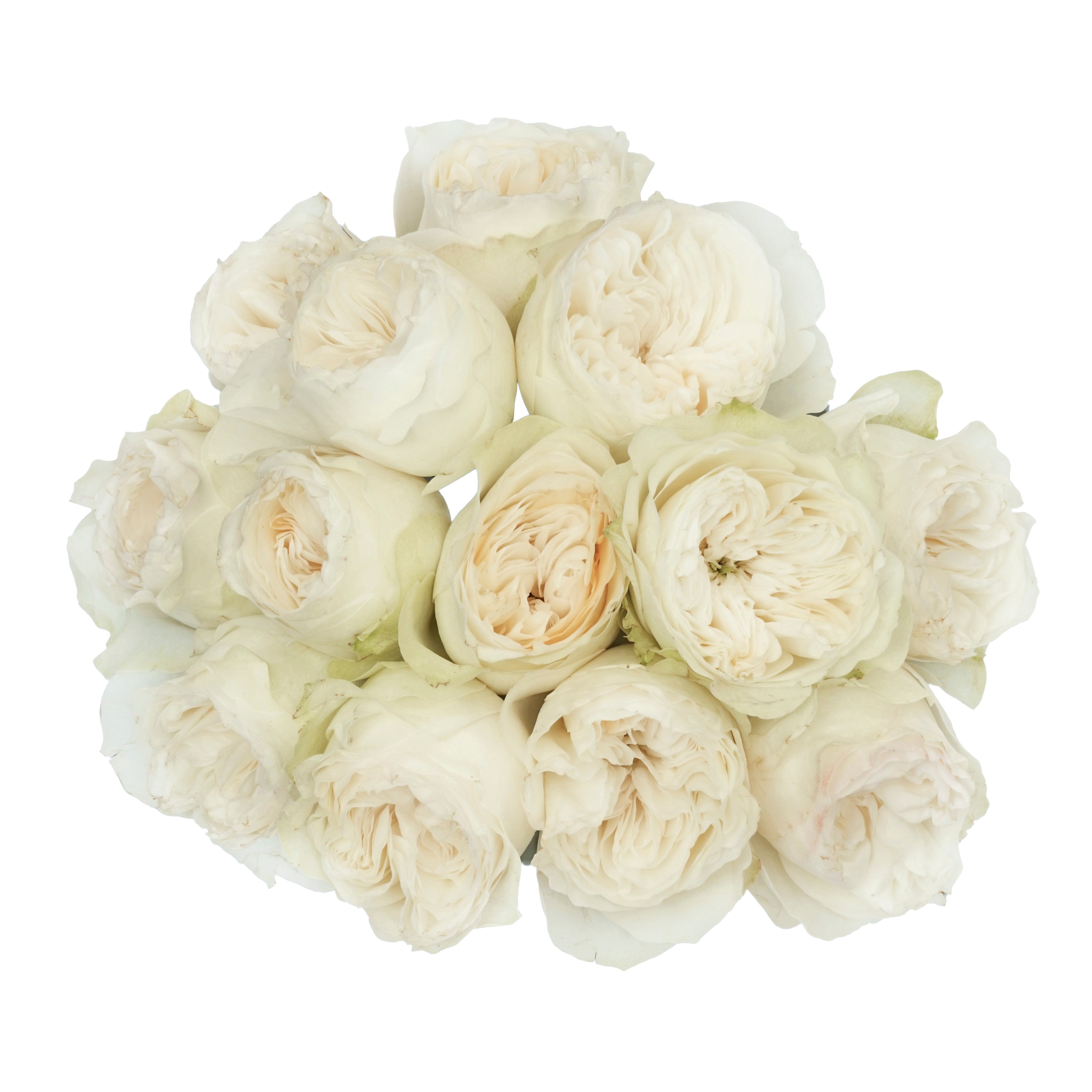 Cream Aurora Garden Rose