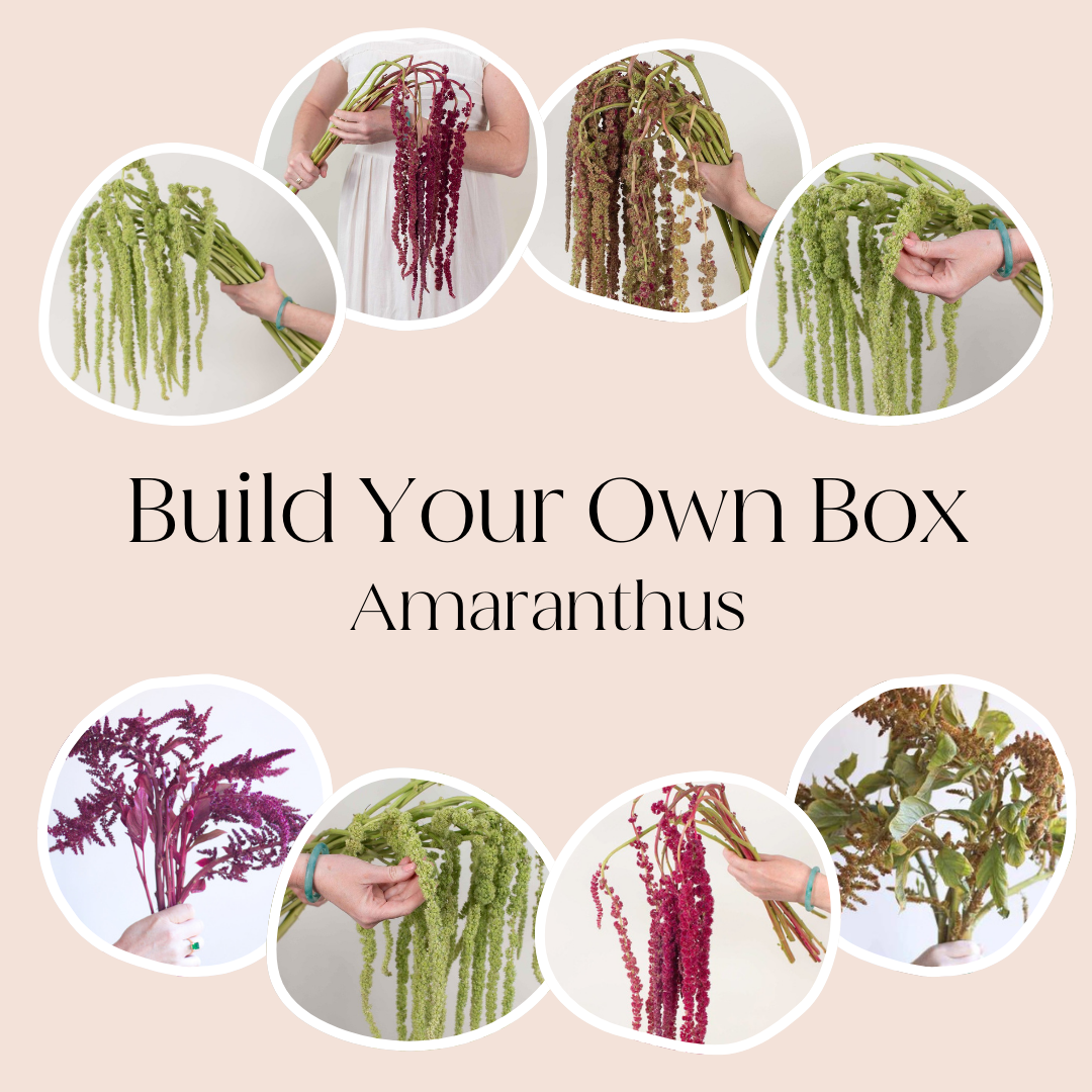 Build Your Own Amaranthus Box