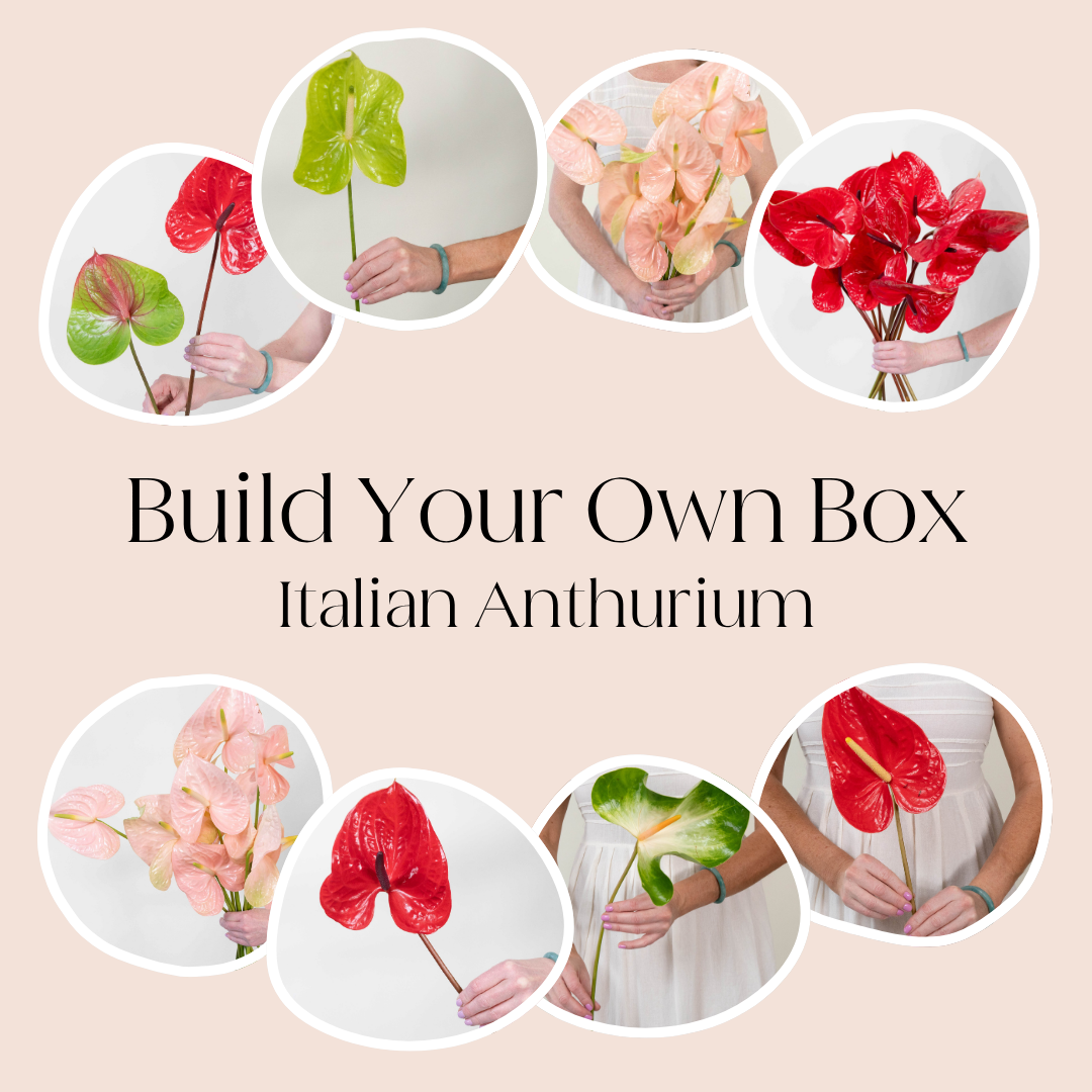 Build Your Own Italian Anthurium Mixed Box