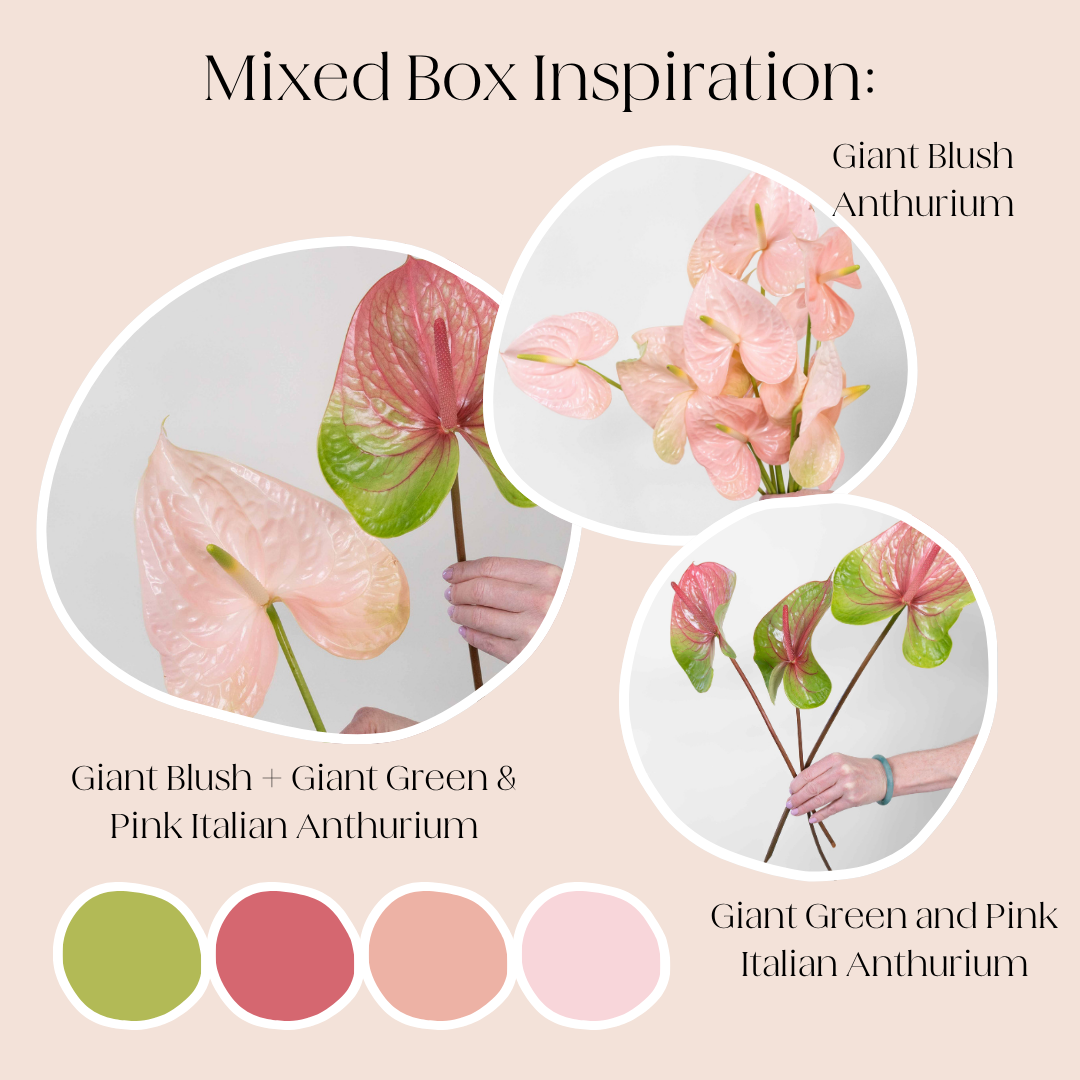 Build Your Own Italian Anthurium Mixed Box