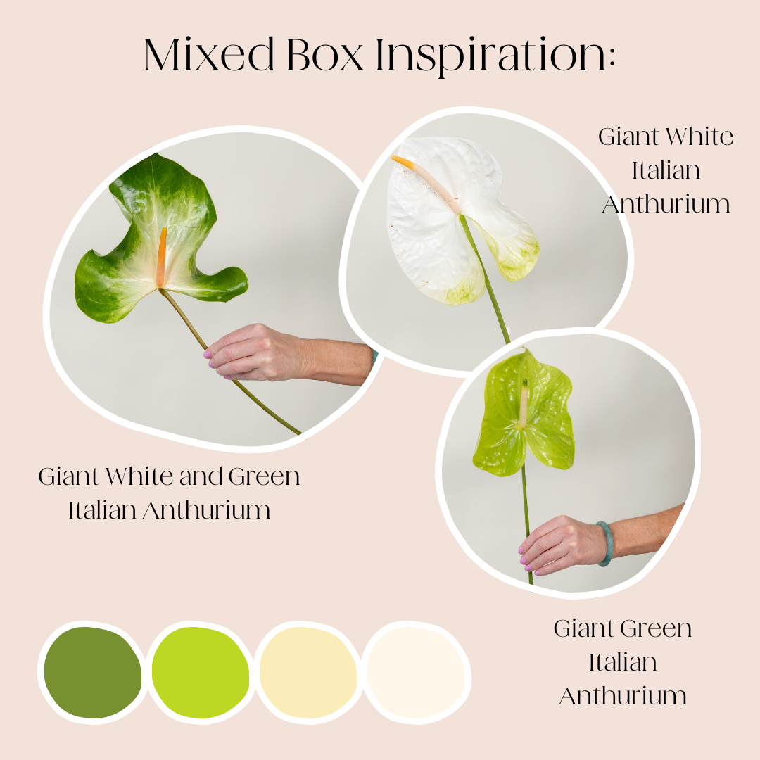 Build Your Own Italian Anthurium Mixed Box