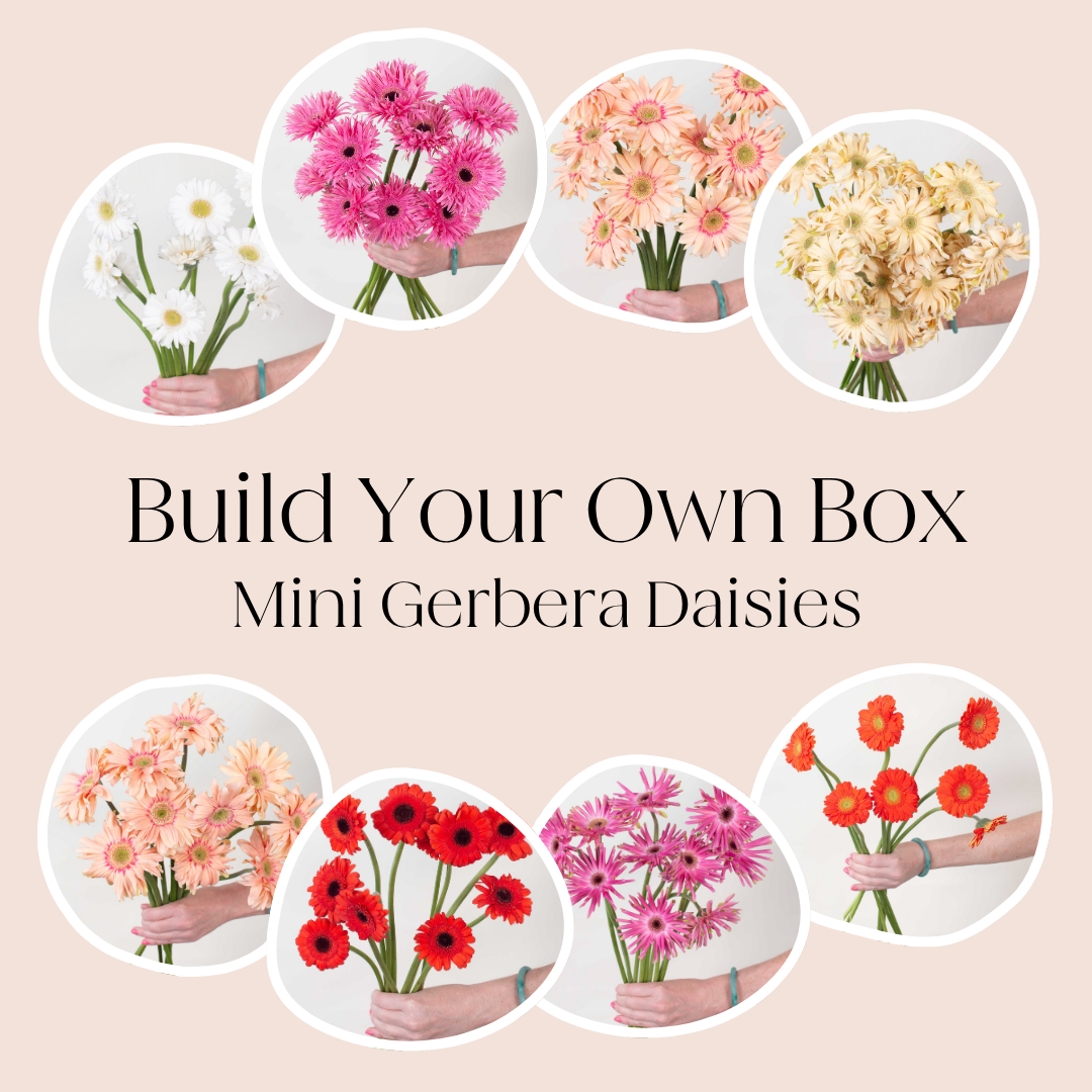 Build Your Own Mini Gerbera Box