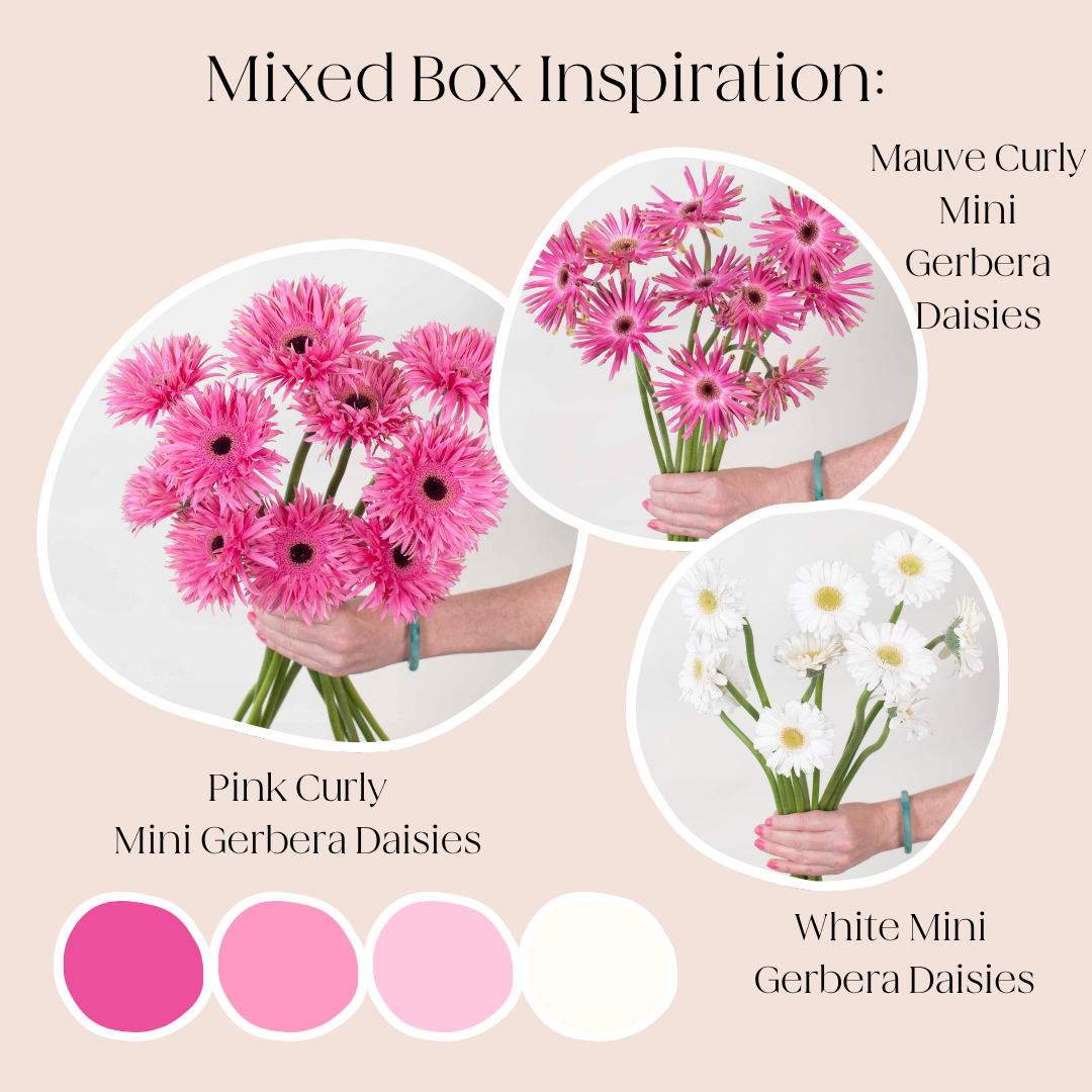 Build Your Own Mini Gerbera Box