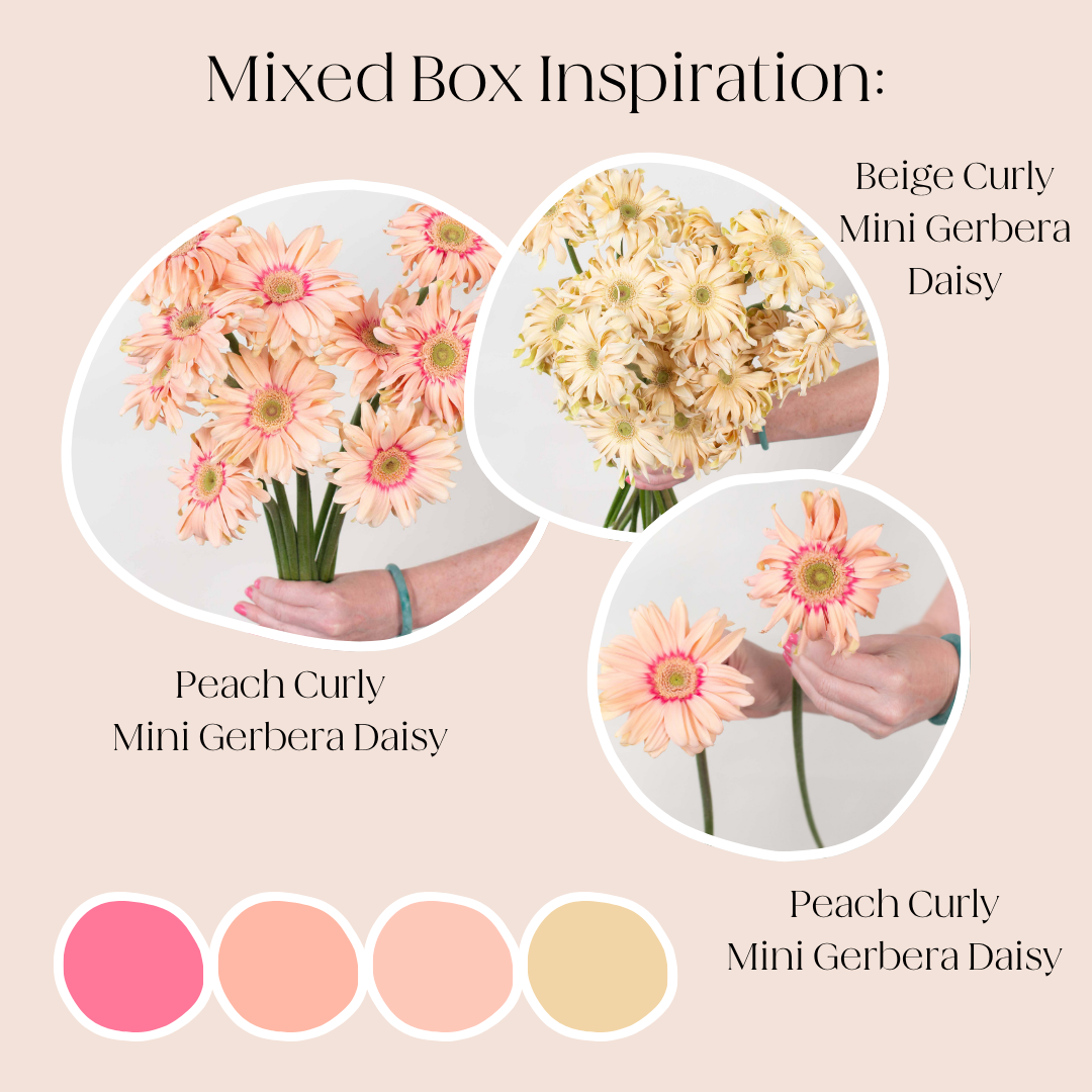 Build Your Own Mini Gerbera Box