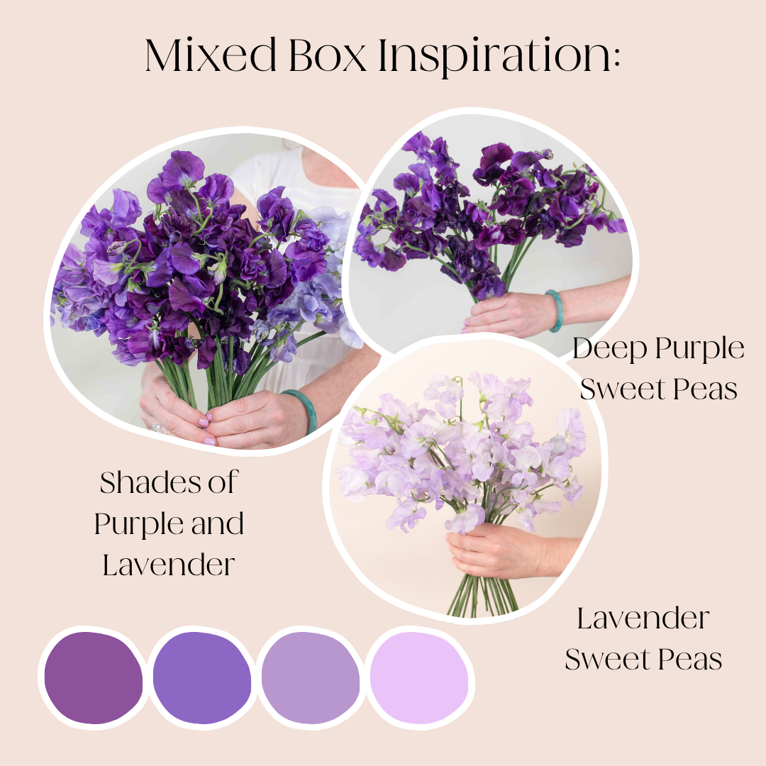 custom bulk Sweet Pea Mixed Box