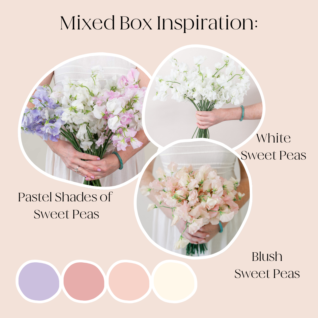 custom bulk Sweet Pea Mixed Box