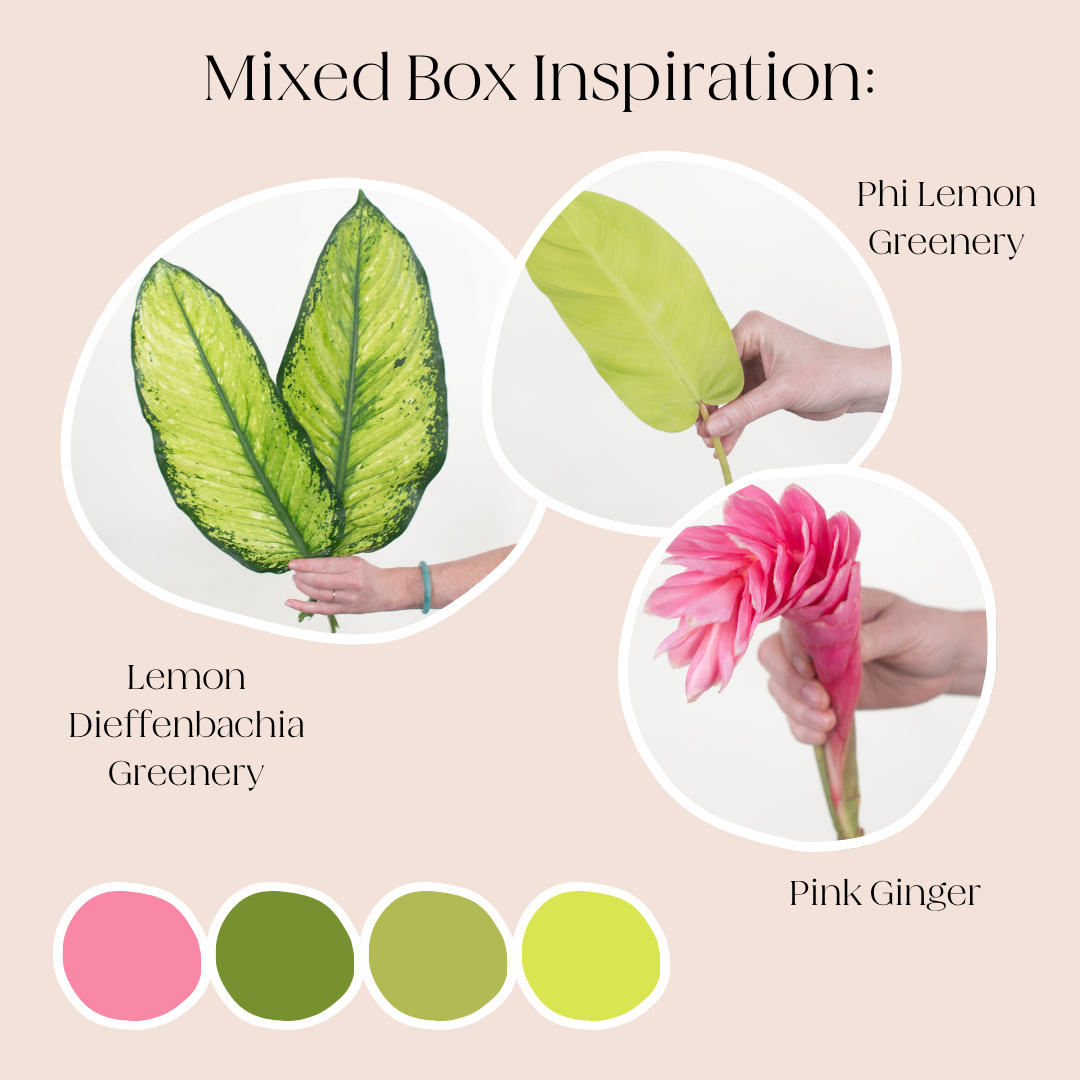 Build Your Own Tropicals Mixed Box