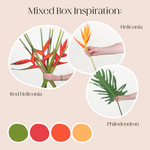 Build Your Own Tropicals Mixed Box