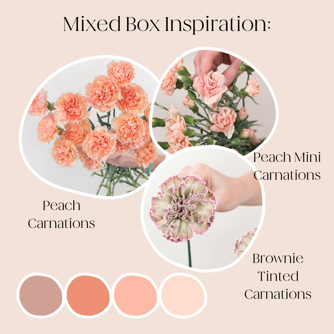 Build Your Own Carnation and Mini Carnation Mixed Box