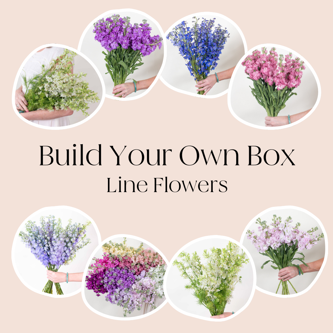 Build Your Own Line Flowers Mixed Box: Stock, Delphinium, and Larkspur
