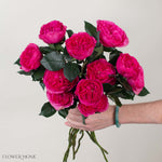 Deep Pink Baronesse Garden Rose