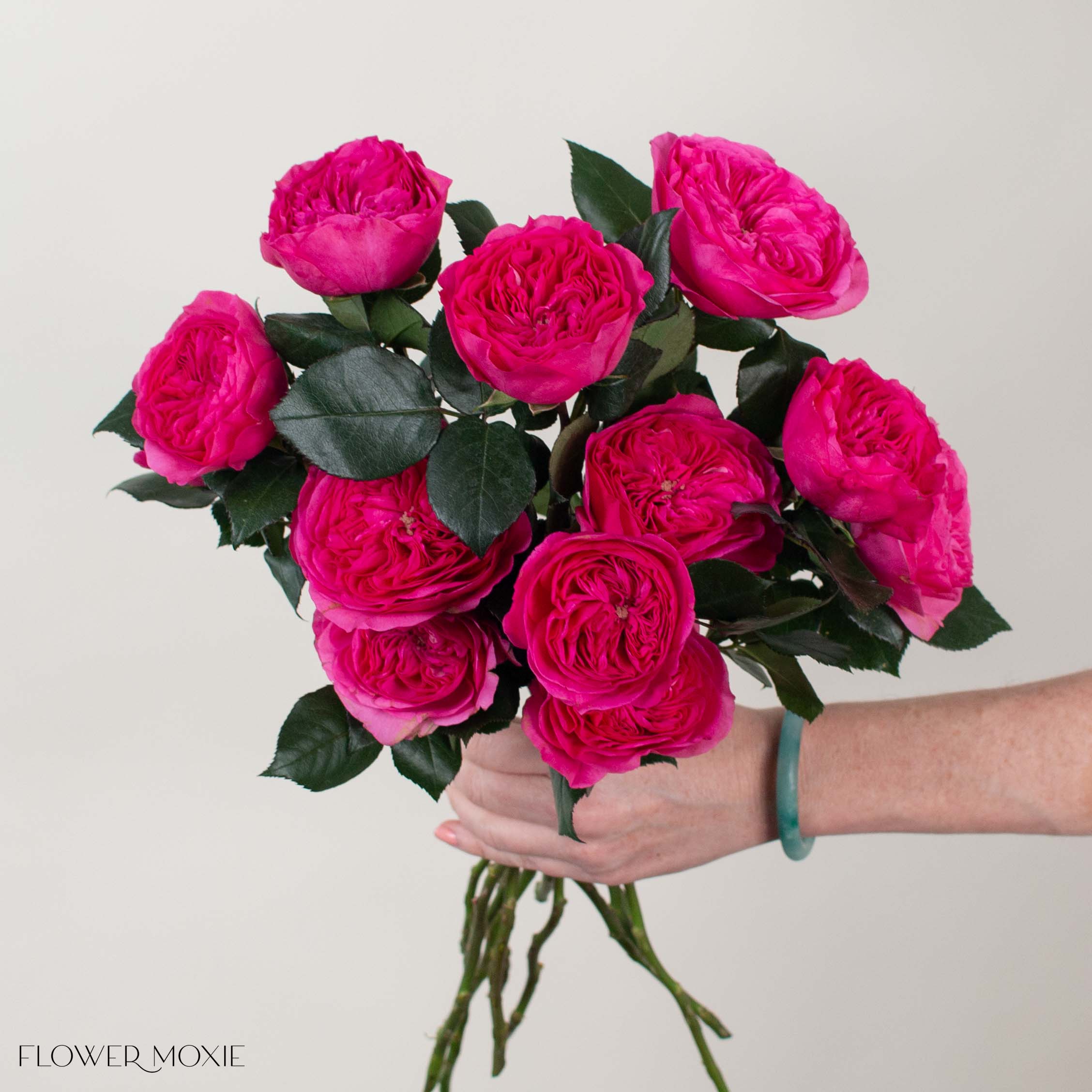 Deep Pink Baronesse Garden Rose