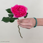 Deep Pink Baronesse Garden Rose