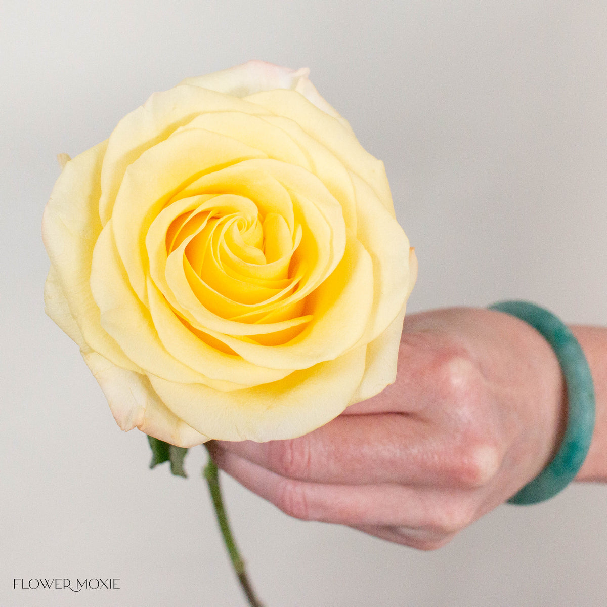 Light Yellow Bella Donna Rose
