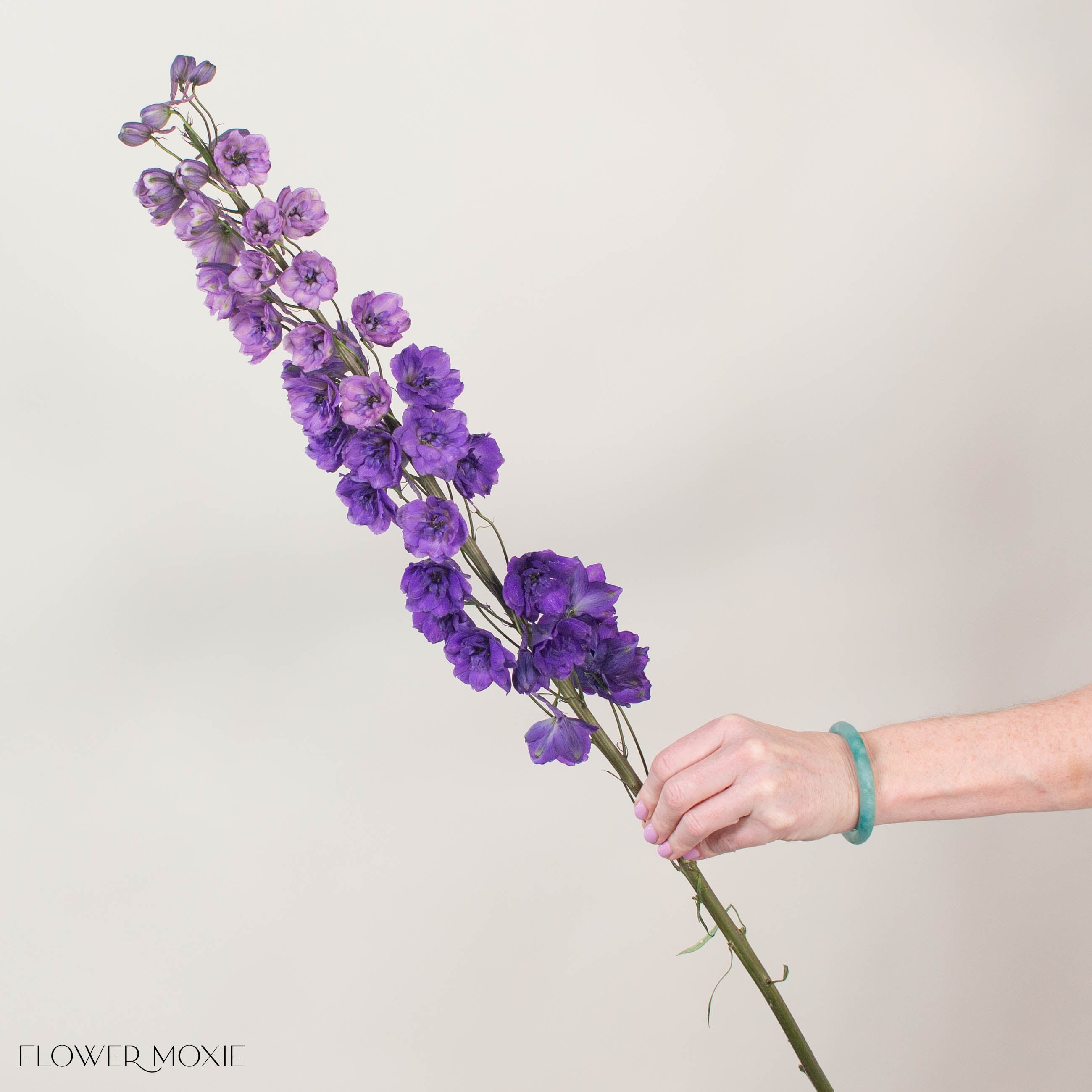 Giant Purple Hybrid Delphinium Flower